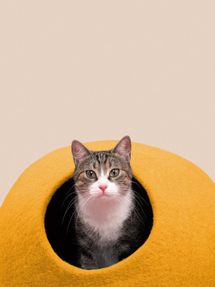 Risa kattgrotta